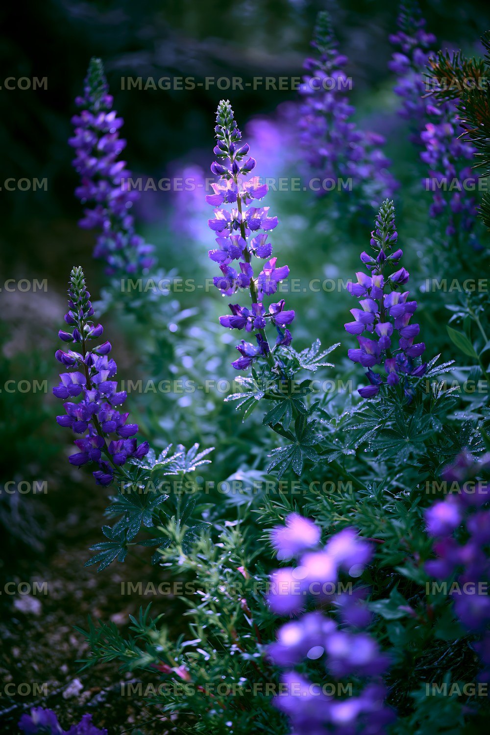 Purple wildflowers in natural setting