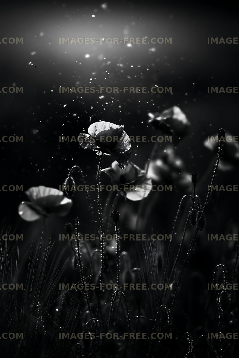 Poppies in black and white with sparkles in the background