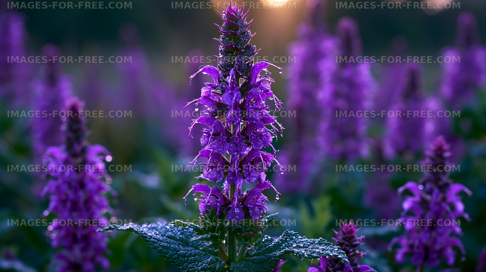 Purple flowers in a field at sunset with dew droplets