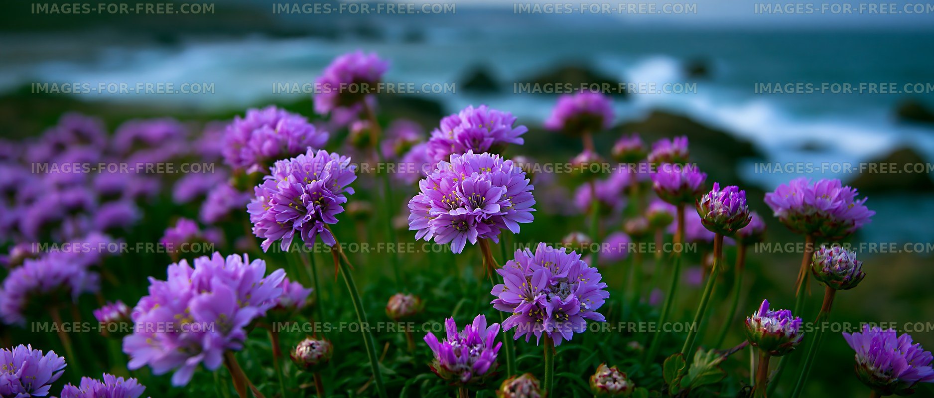 Purple flowers by the coast under a cloudy sky