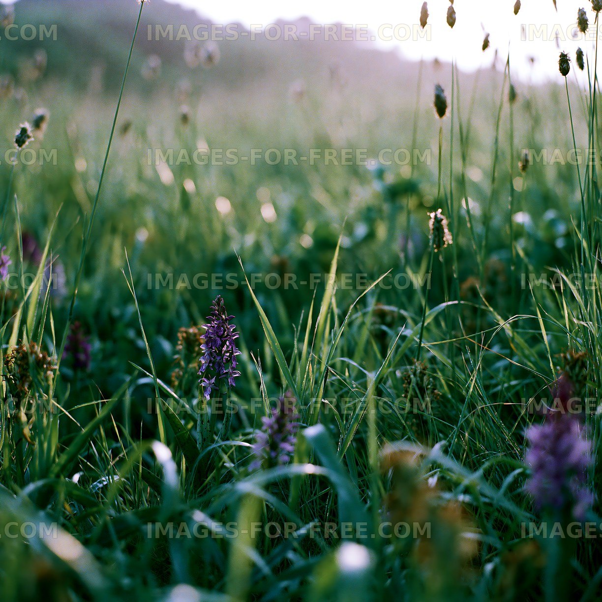 Wildflowers in a green meadow at sunrise