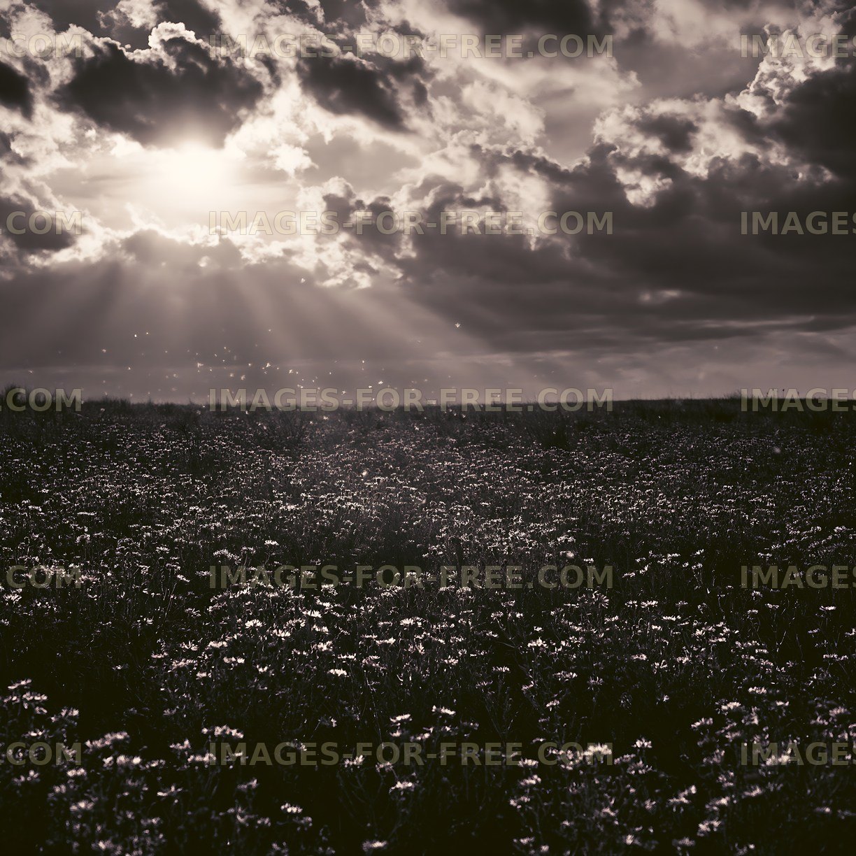 Sunlight breaking through clouds over a field of flowers