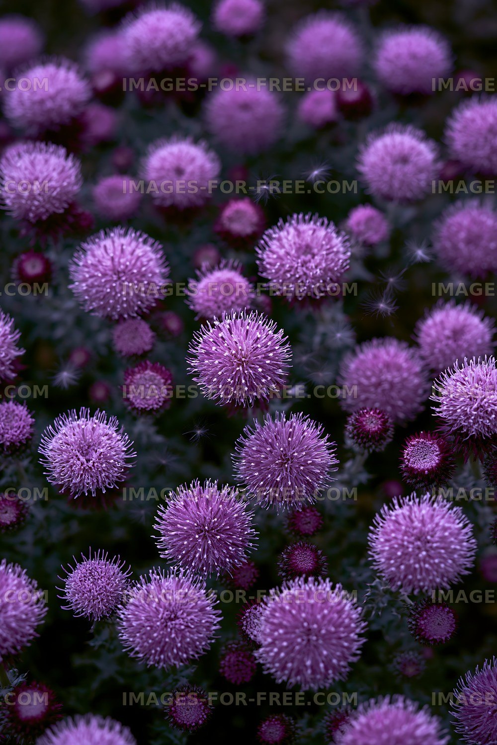 Purple flowers bloom in a garden during springtime