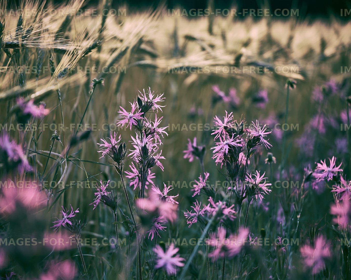 Wildflowers blooming among golden wheat fields