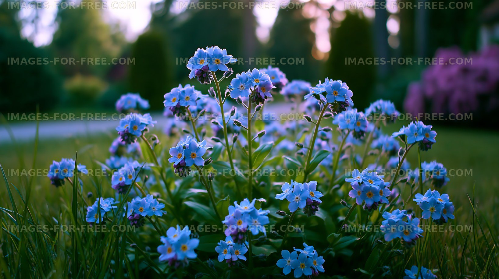 Blue flowers blooming in a garden during golden hour