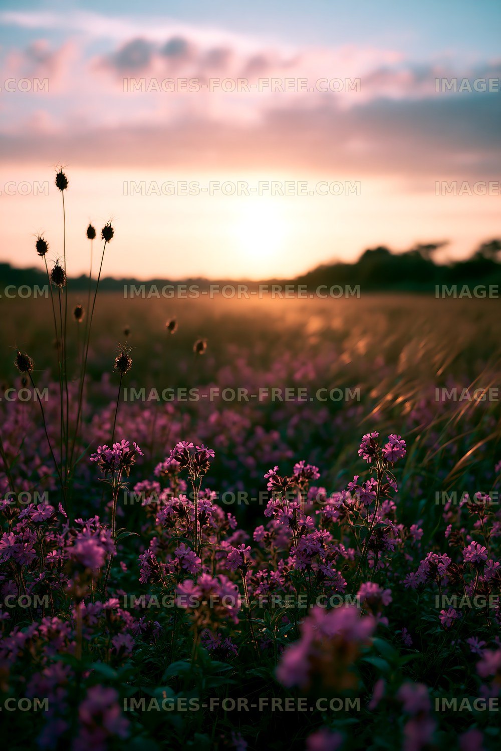 Sunset over a field of blooming flowers