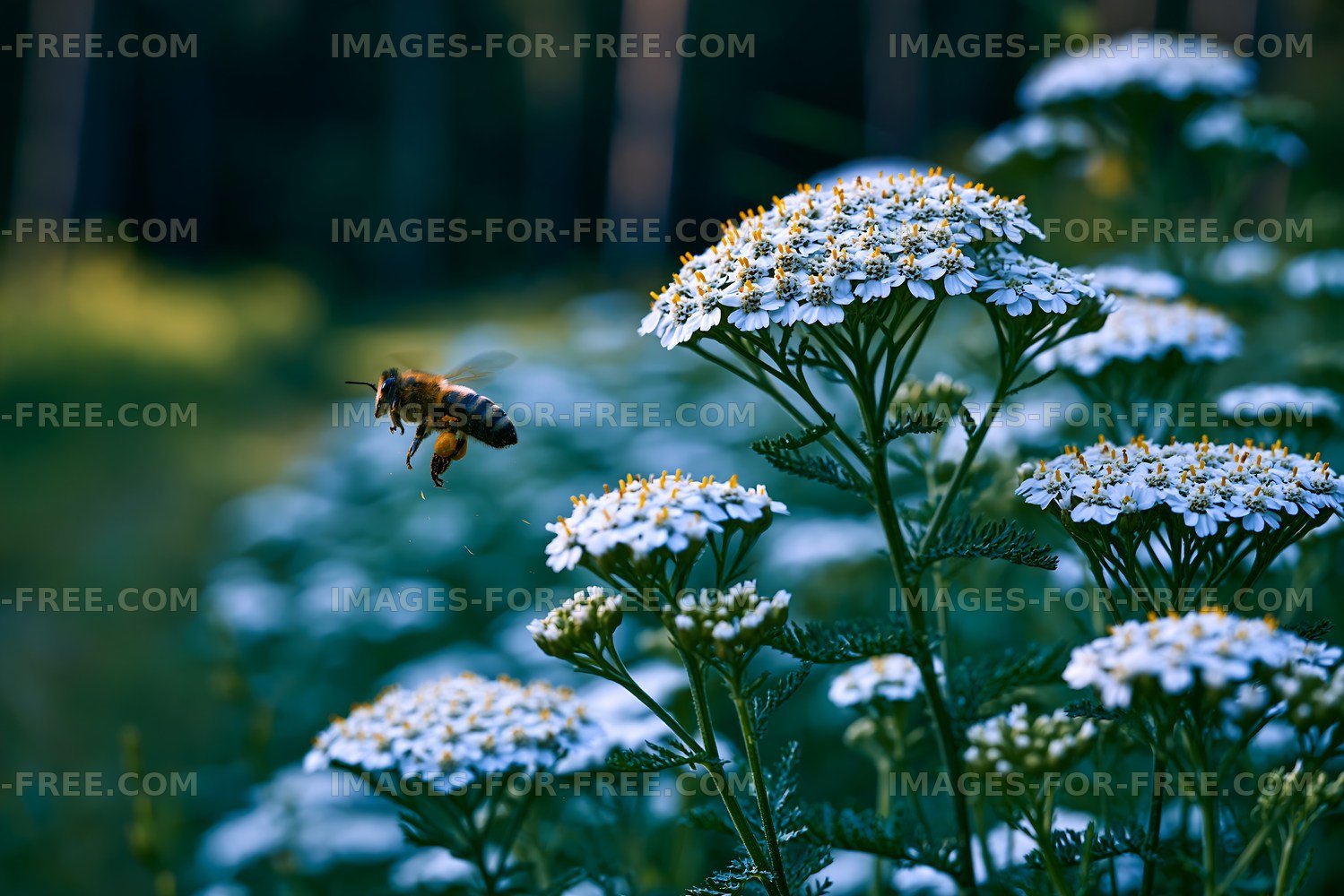 Bee flying near white flowers in a green meadow