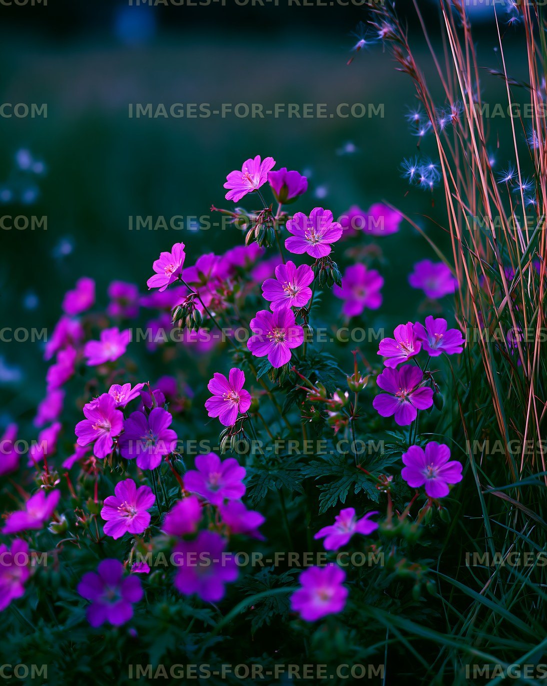 Purple flowers in a field during sunset