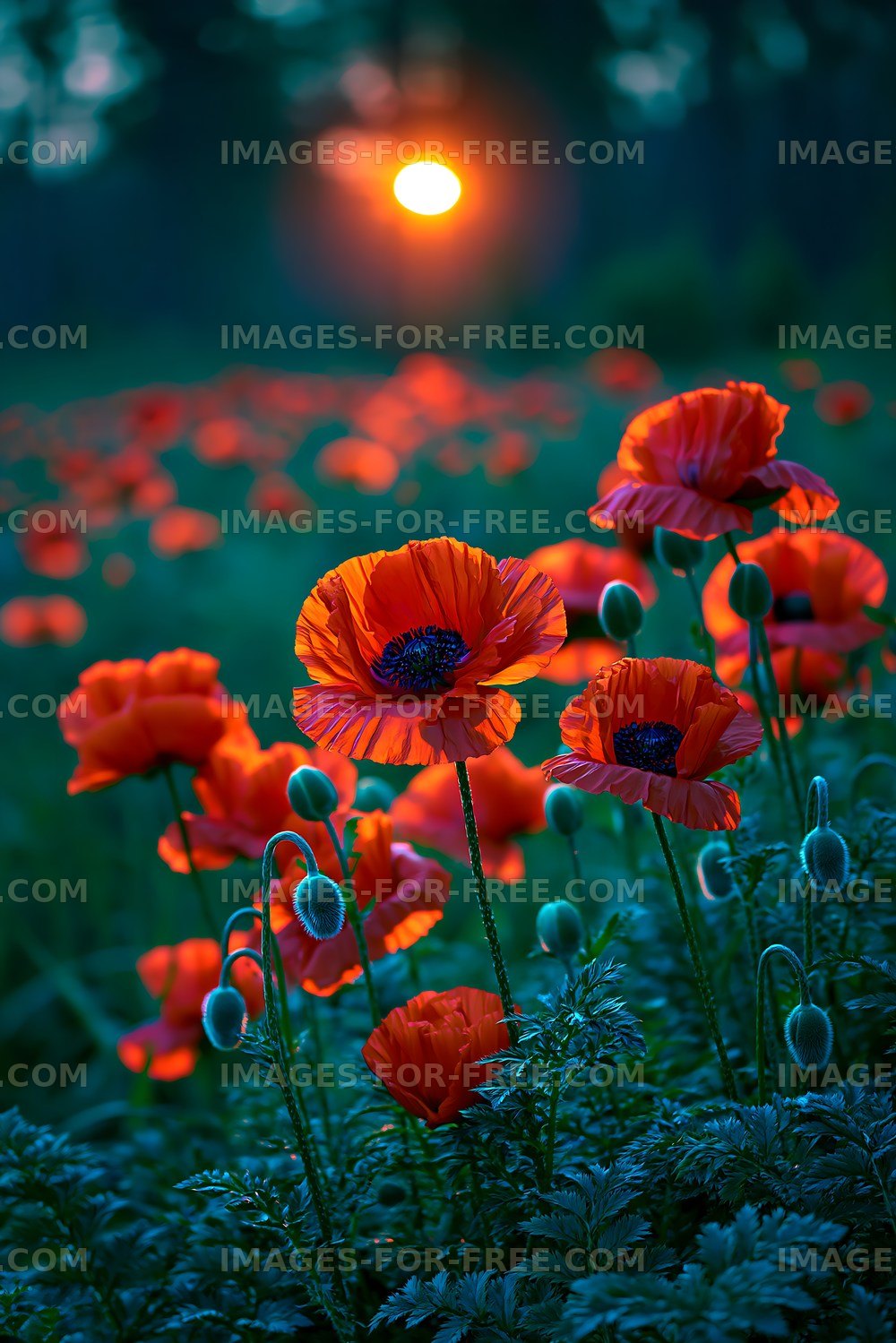 Sunset over a field of red poppies