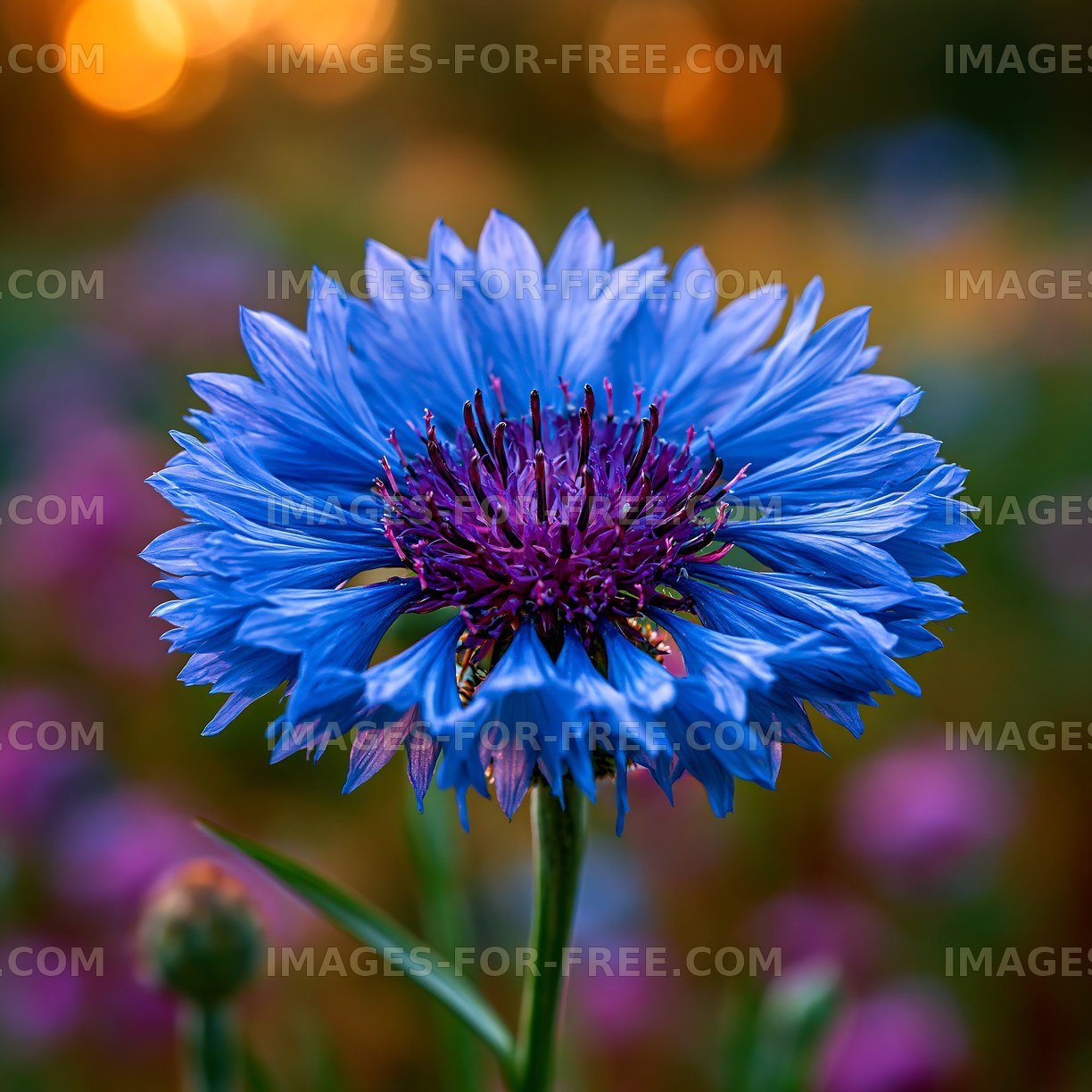 Blue flower with purple center in a colorful garden