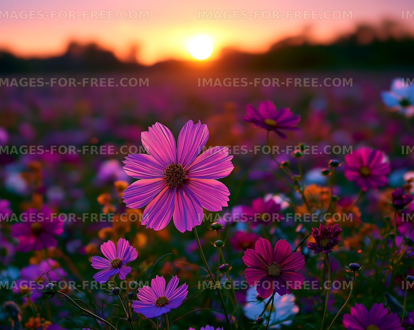 Cosmos flowers bloom during sunset in a vibrant field