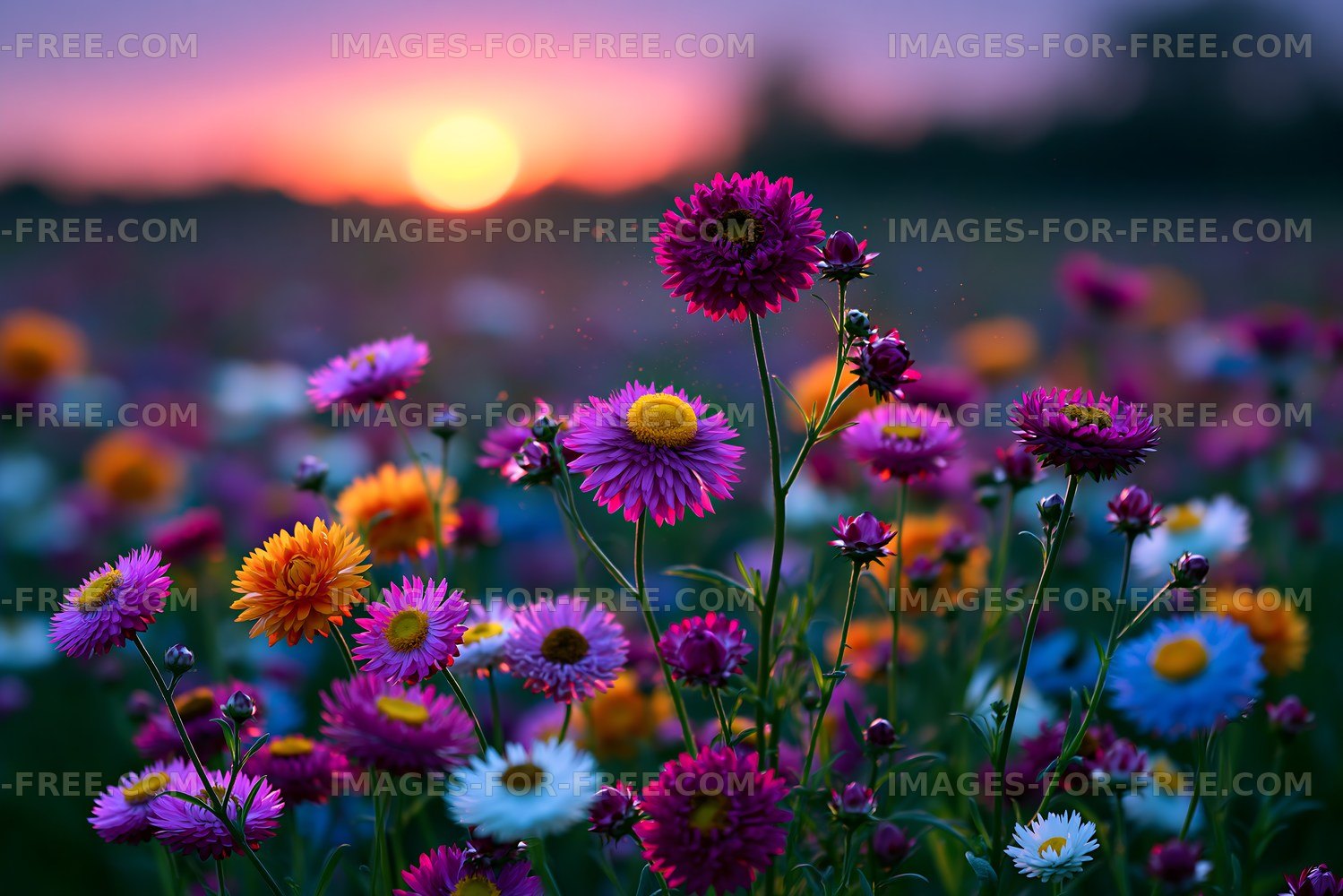 Colorful wildflowers bloom at sunset in a field