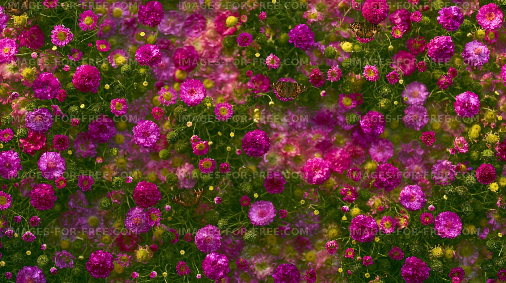 Colorful flowers in a garden during daylight