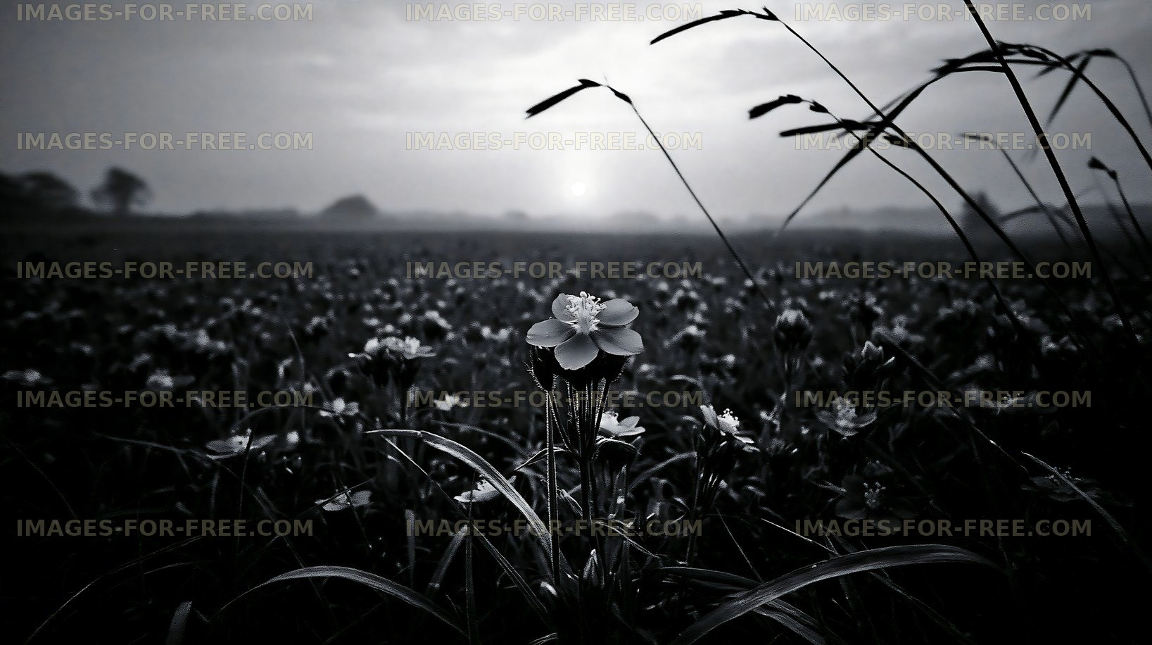 Black and white flowers in a field at sunset