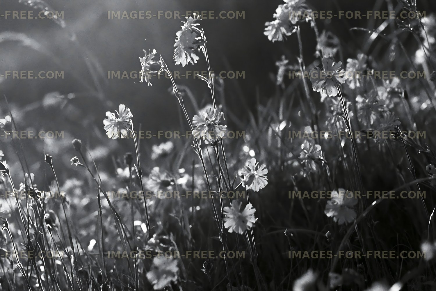 Light shines through flowers in black and white photograph