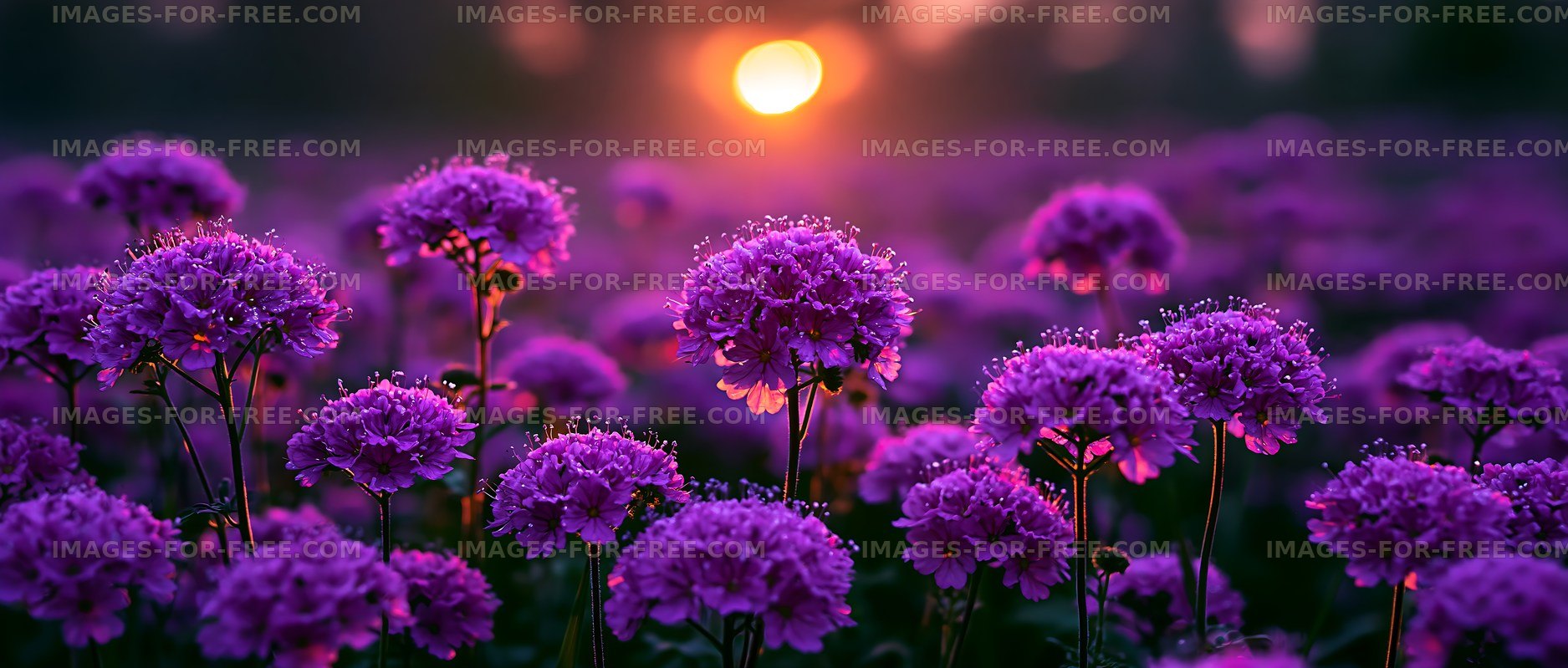 Purple flowers bloom at sunset in a field