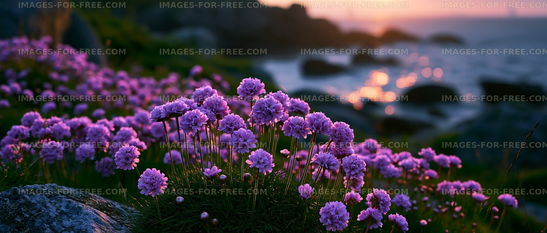 Violet flowers blooming by the seaside during sunset