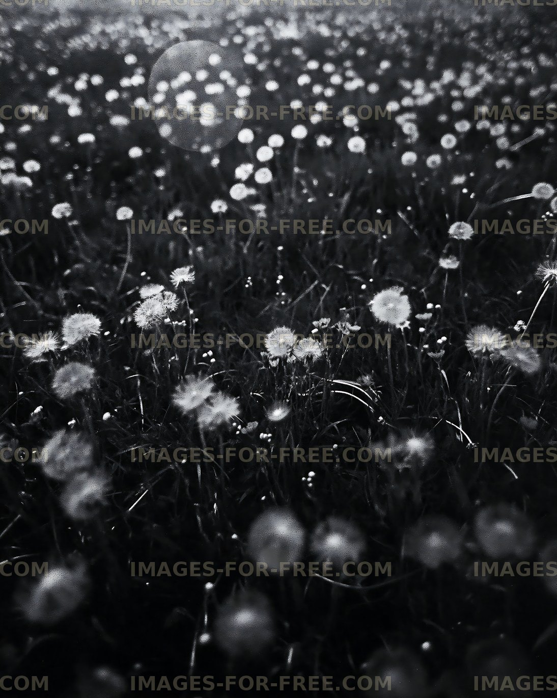 Field of dandelions in black and white during daytime