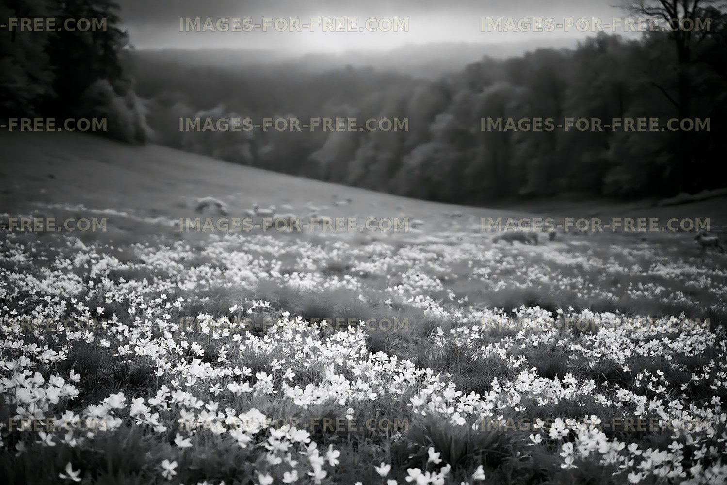 Field covered with flowers and sheep in black and white