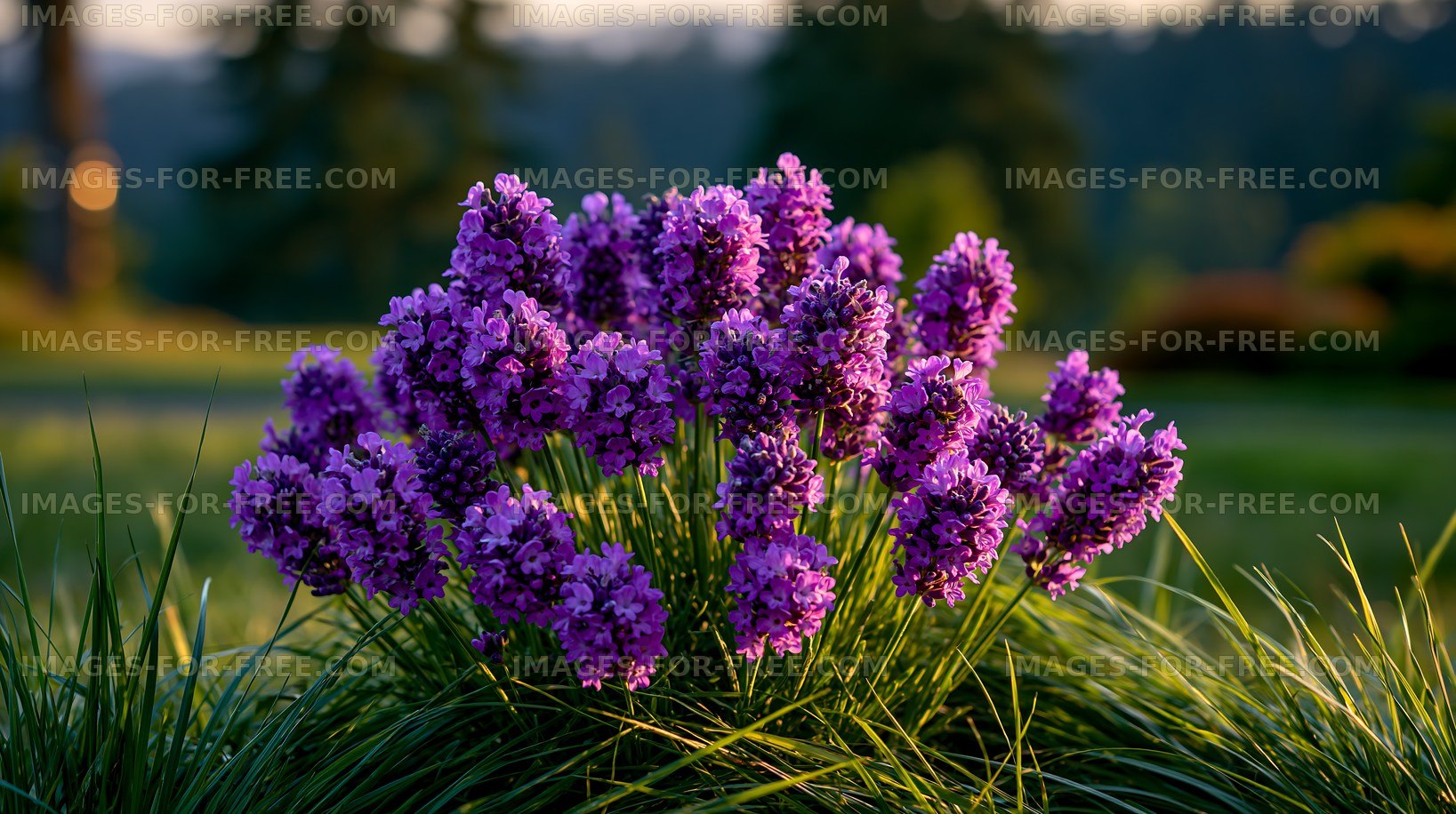 Lavender flowers blooming in a garden during sunset