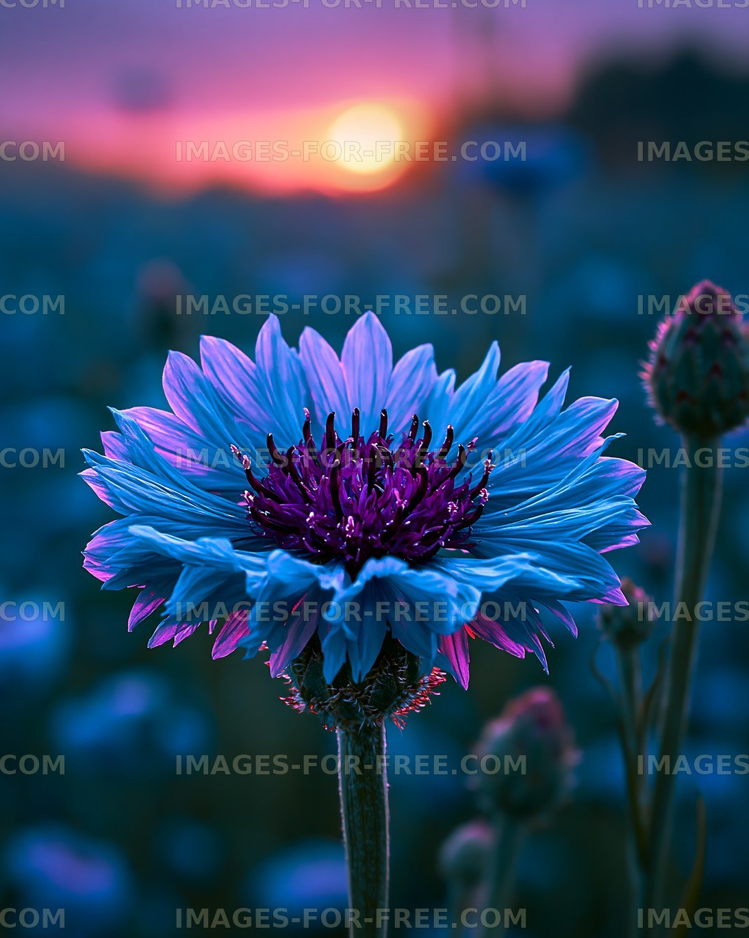 Blue flower with purple center during sunset