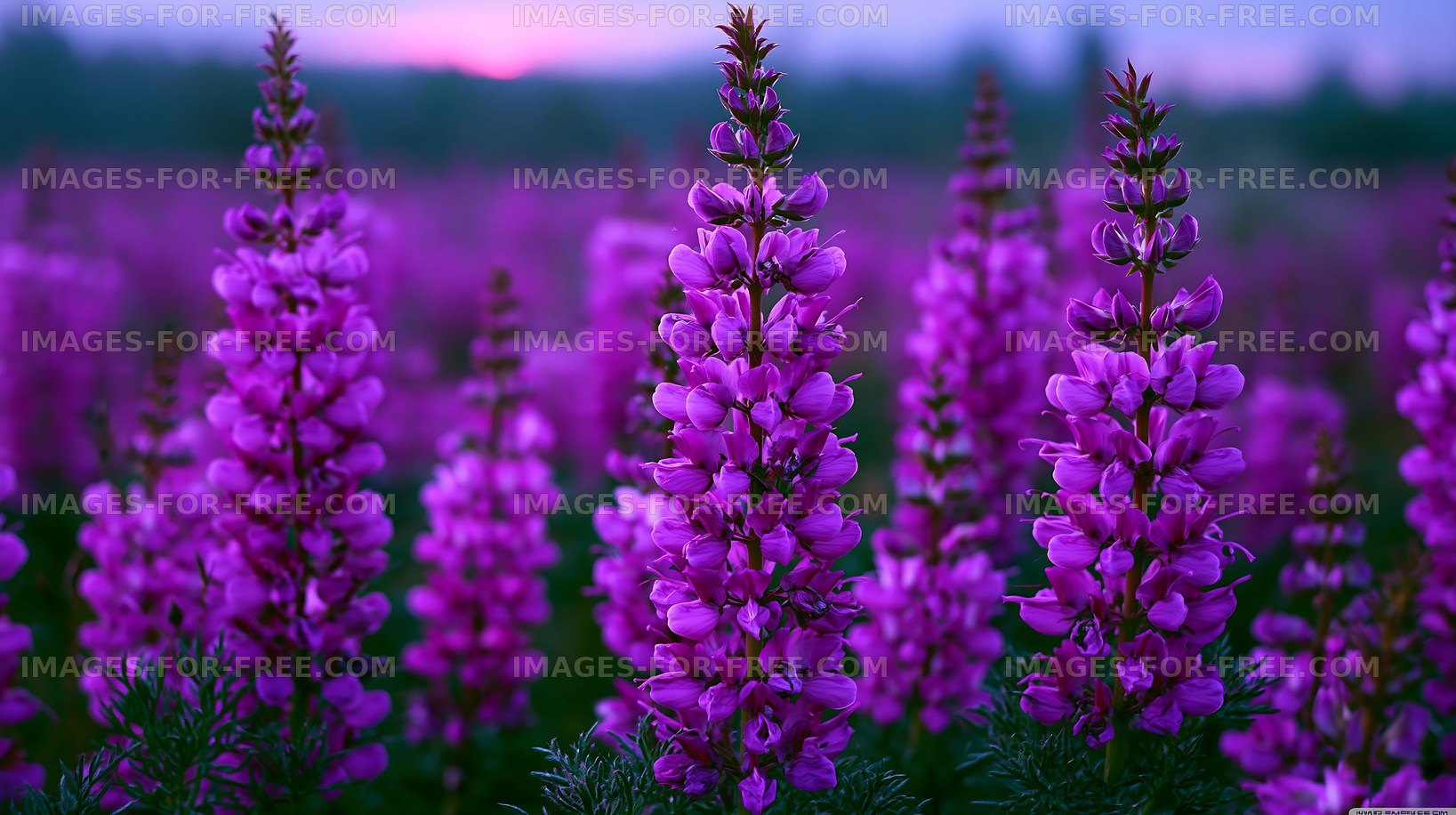 Purple flowers in a field during sunset