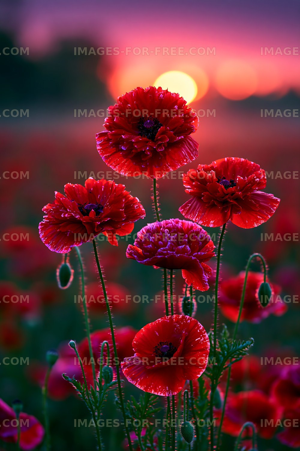 Red poppy flowers at sunset in a field