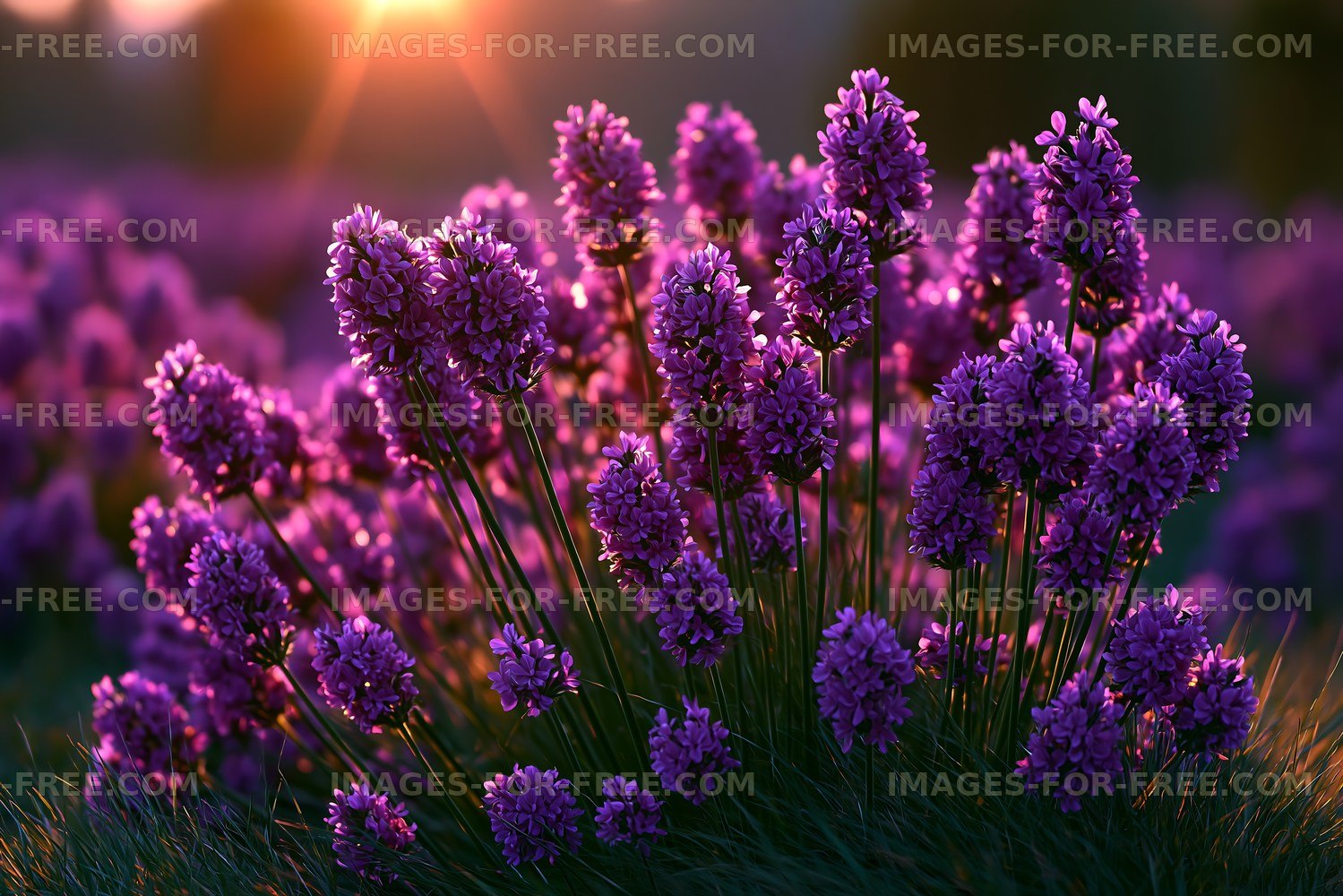 Lavender flowers in a field during sunset