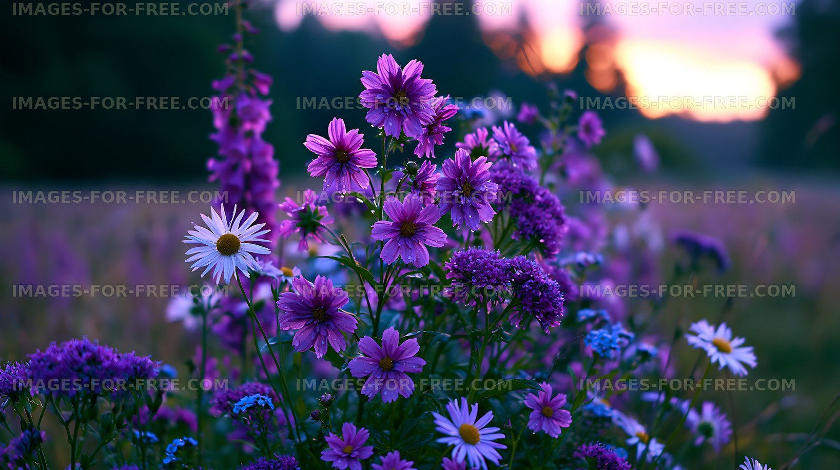 Colorful wildflowers bloom during sunset in a field