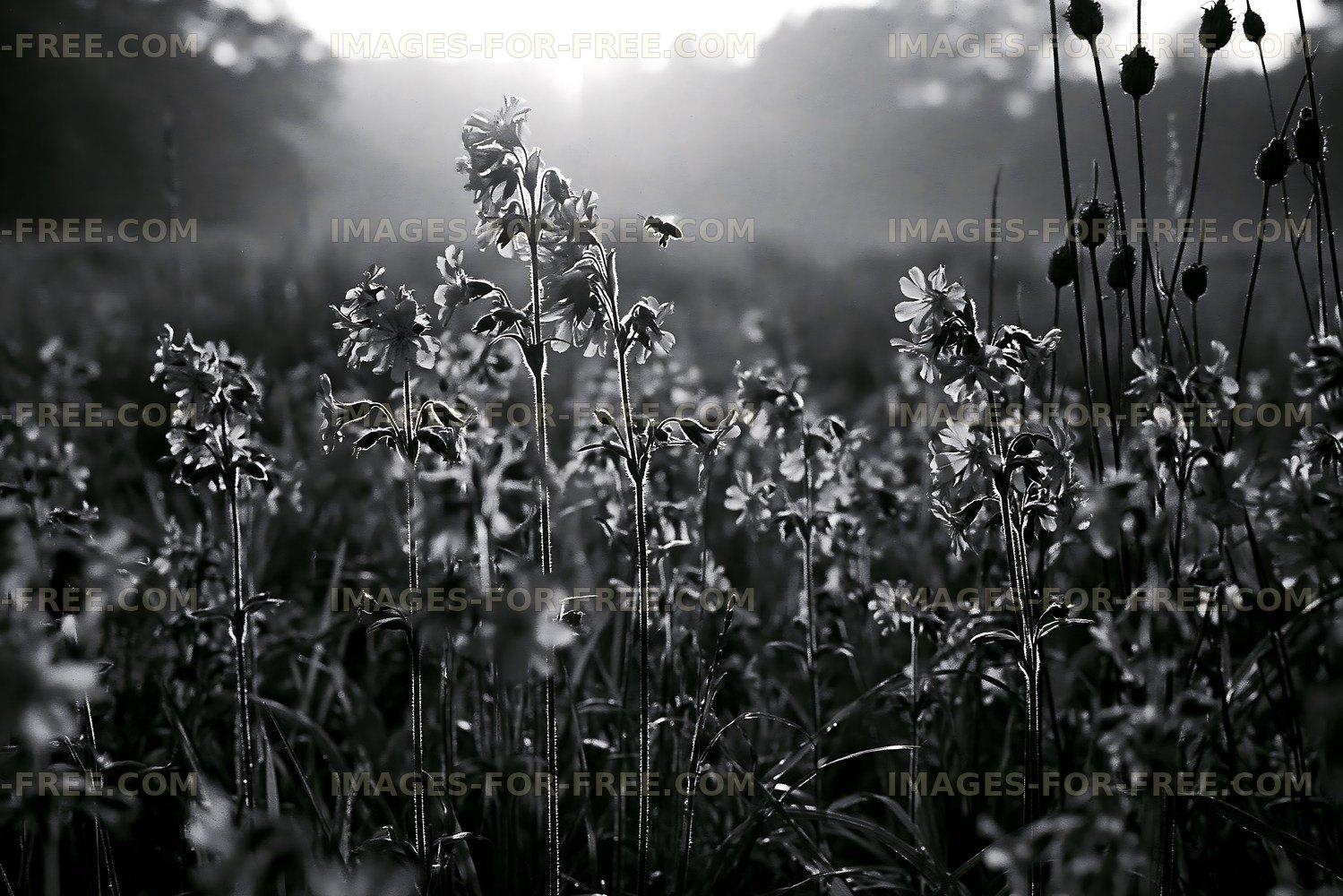 Wildflowers in a field at sunrise with a flying bee