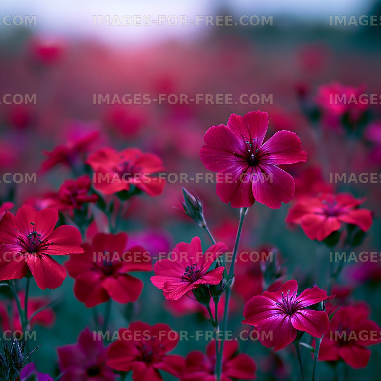 Vibrant red flowers blooming in a field during sunset