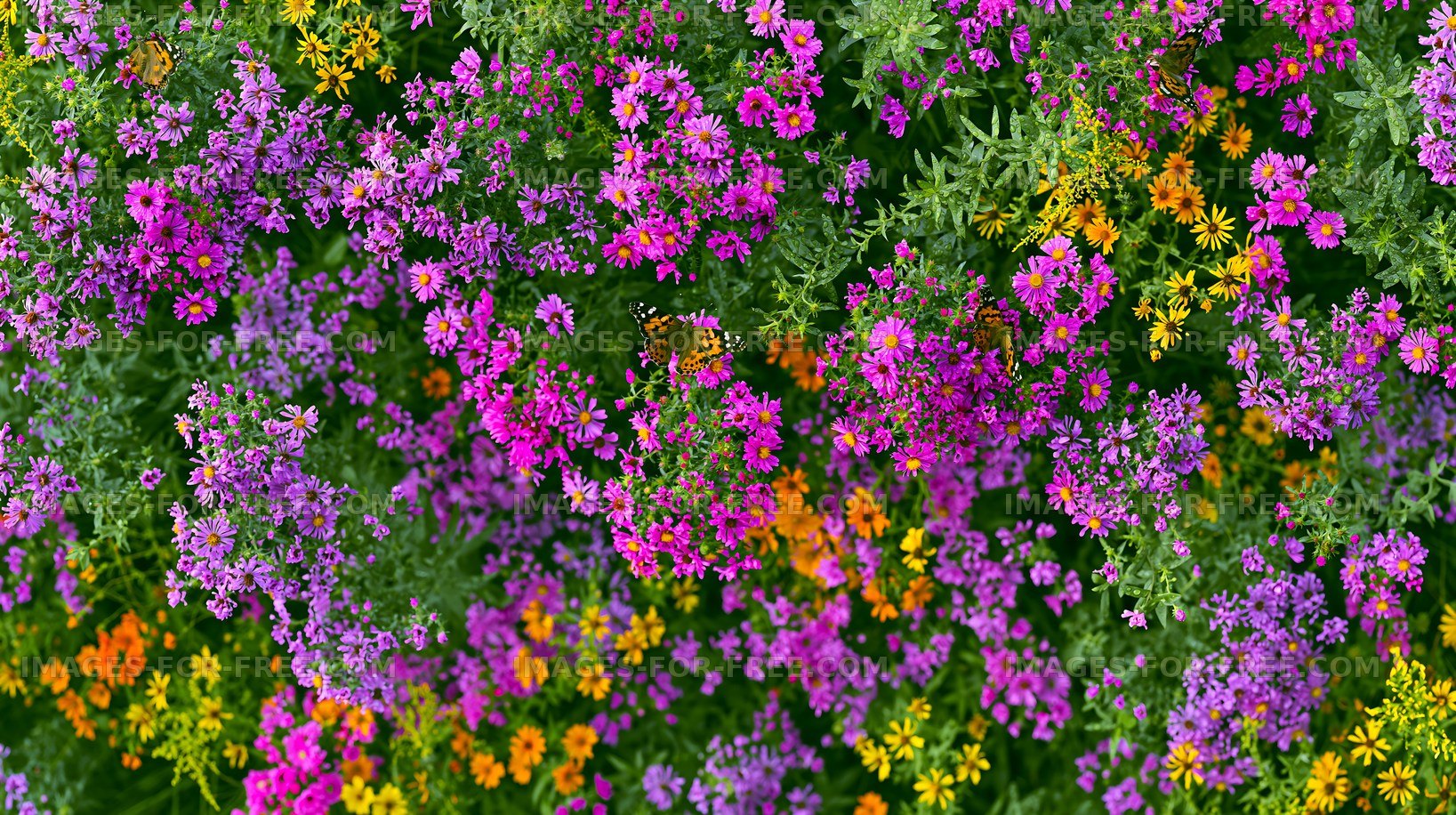Colorful wildflowers in bloom during sunny daytime