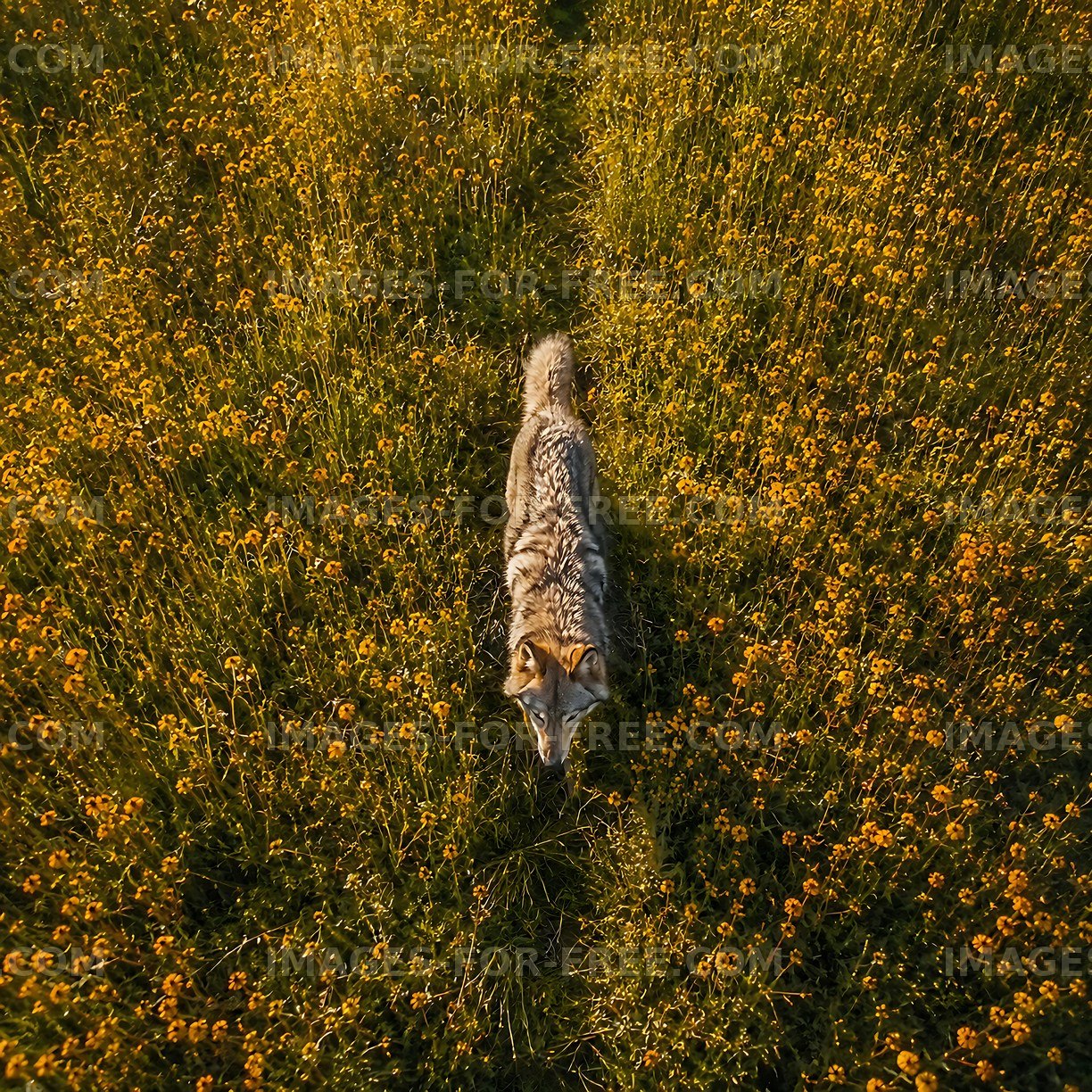 Coyote walking through a field of yellow flowers