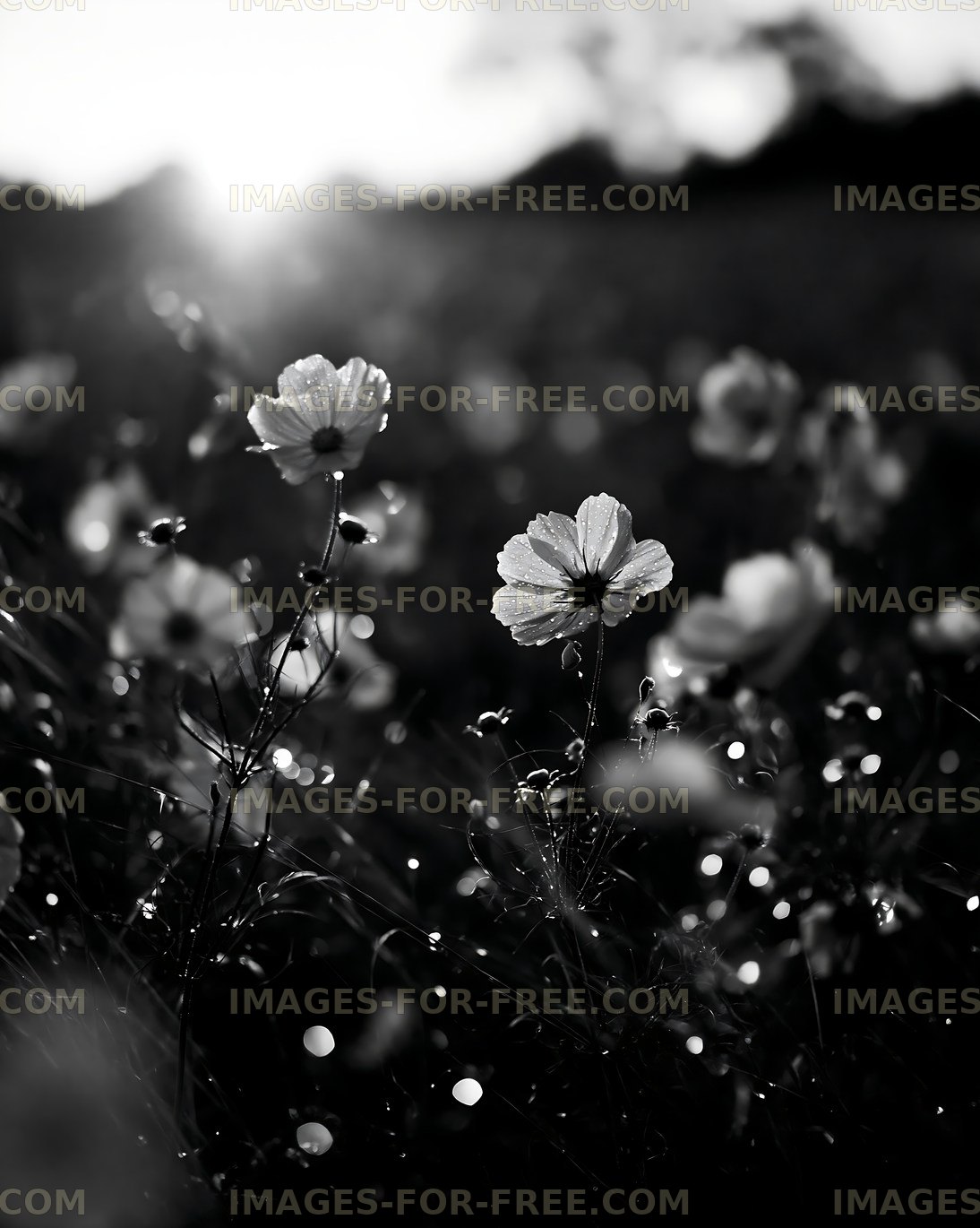 Flowers in a field during sunset