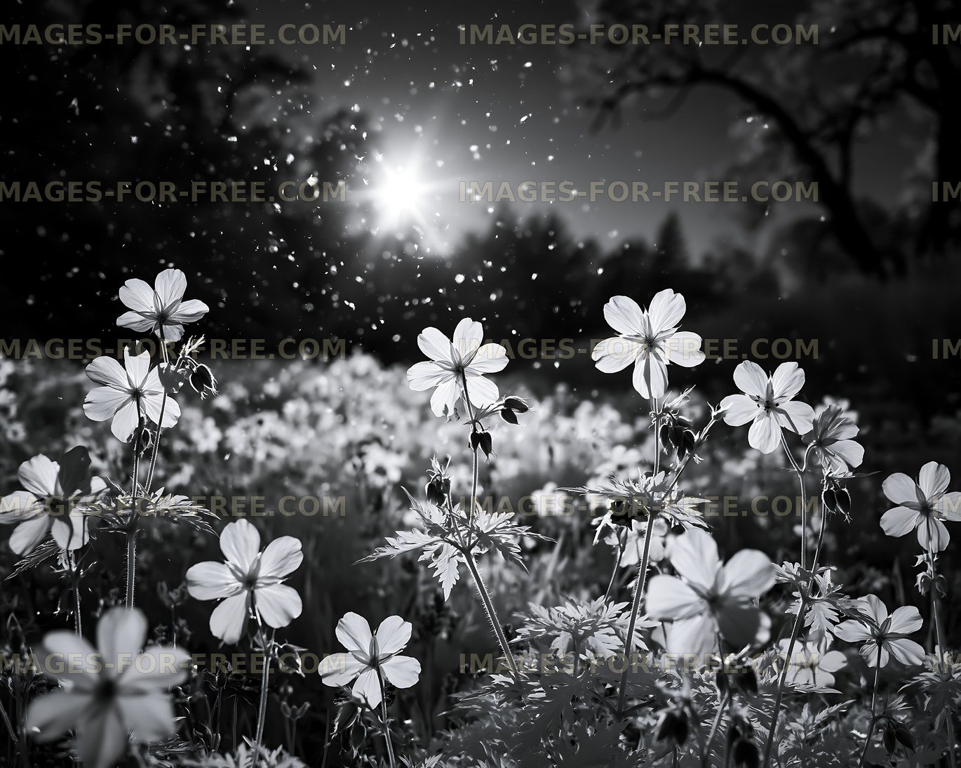 Flowers bloom in sunlight with falling pollen in a field