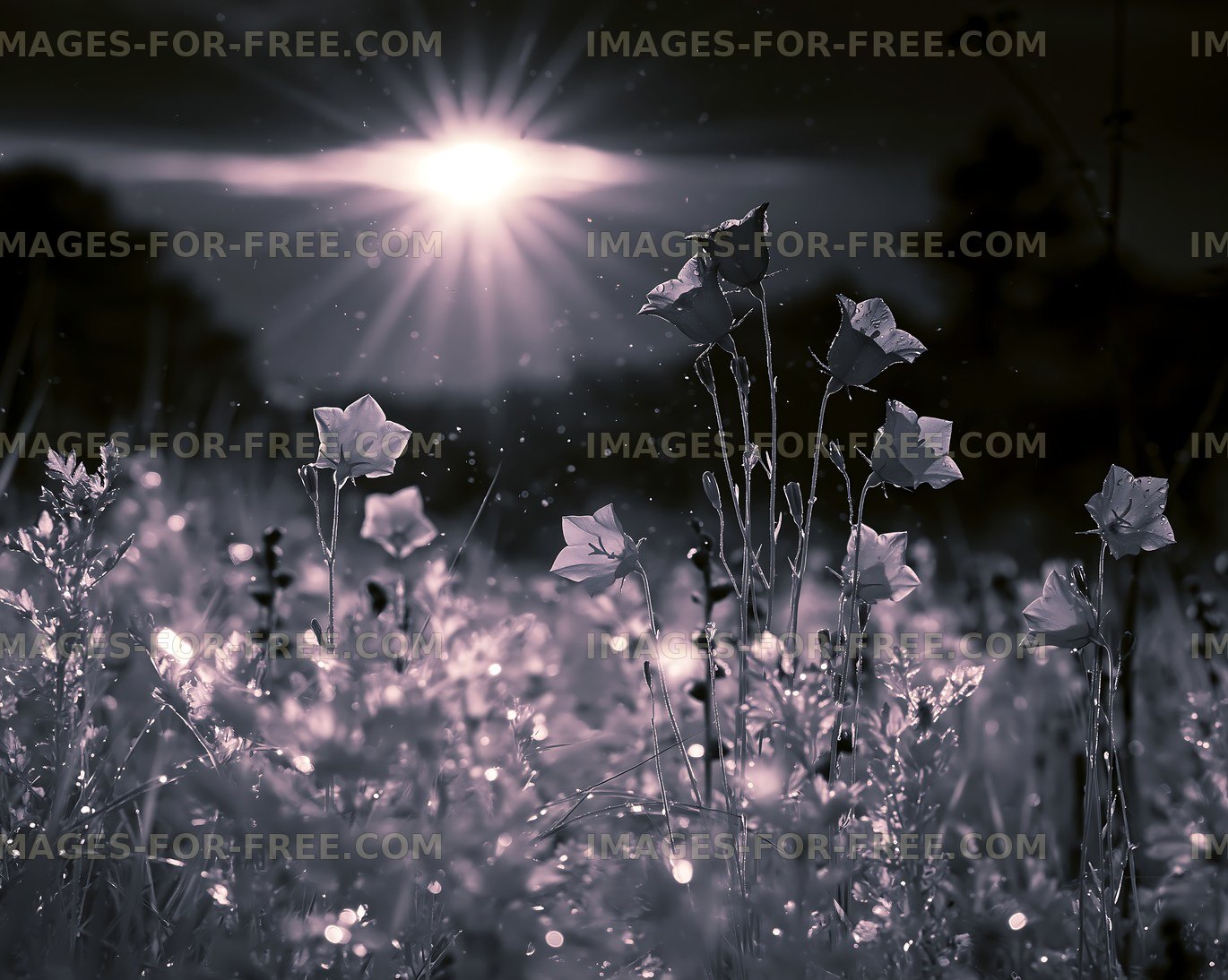 Sunlight shining on flowers in a dark field