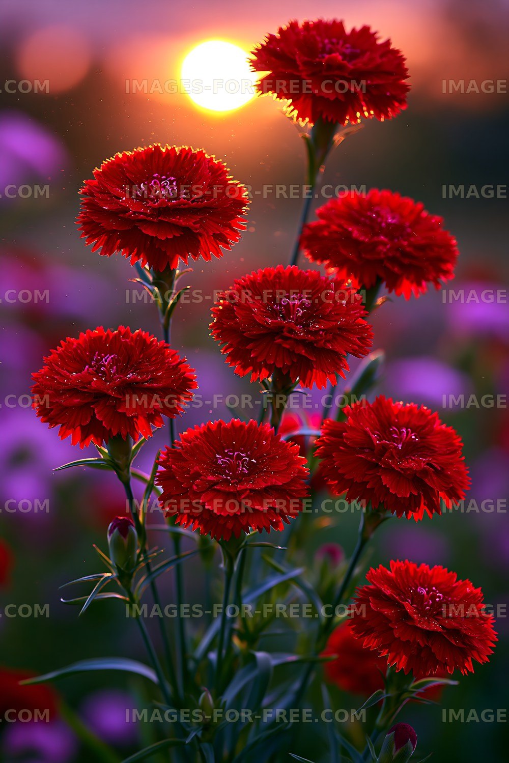 Red carnations blooming under sunset light
