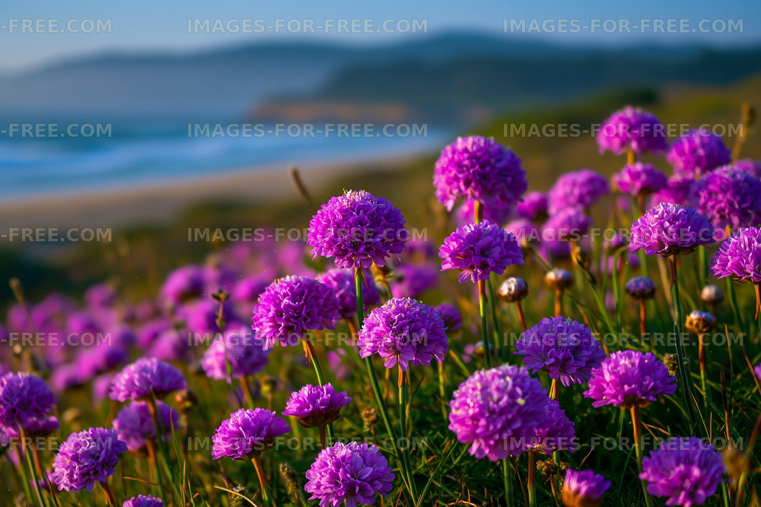 Purple flowers growing on a coastal hillside near the ocean