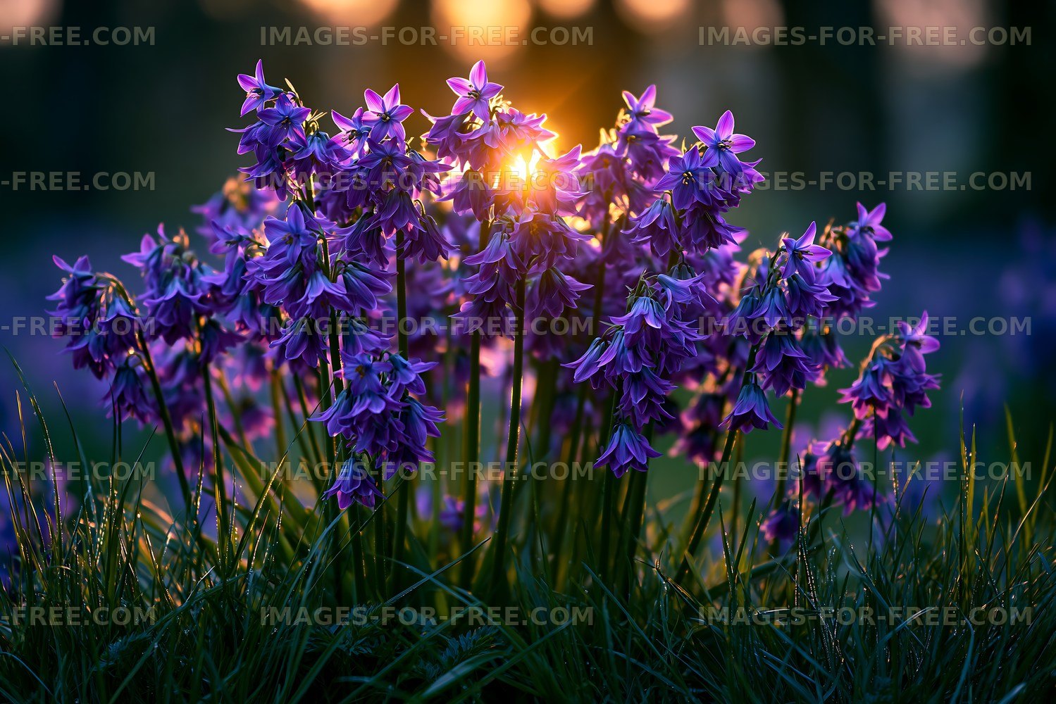 Purple flowers with sunlight at sunset in a garden