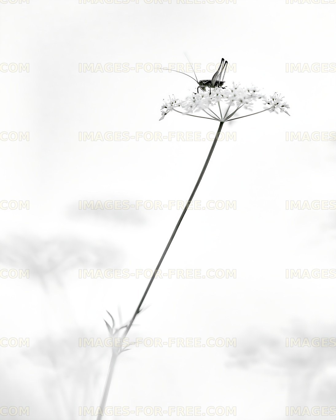 Insect on flower in black and white