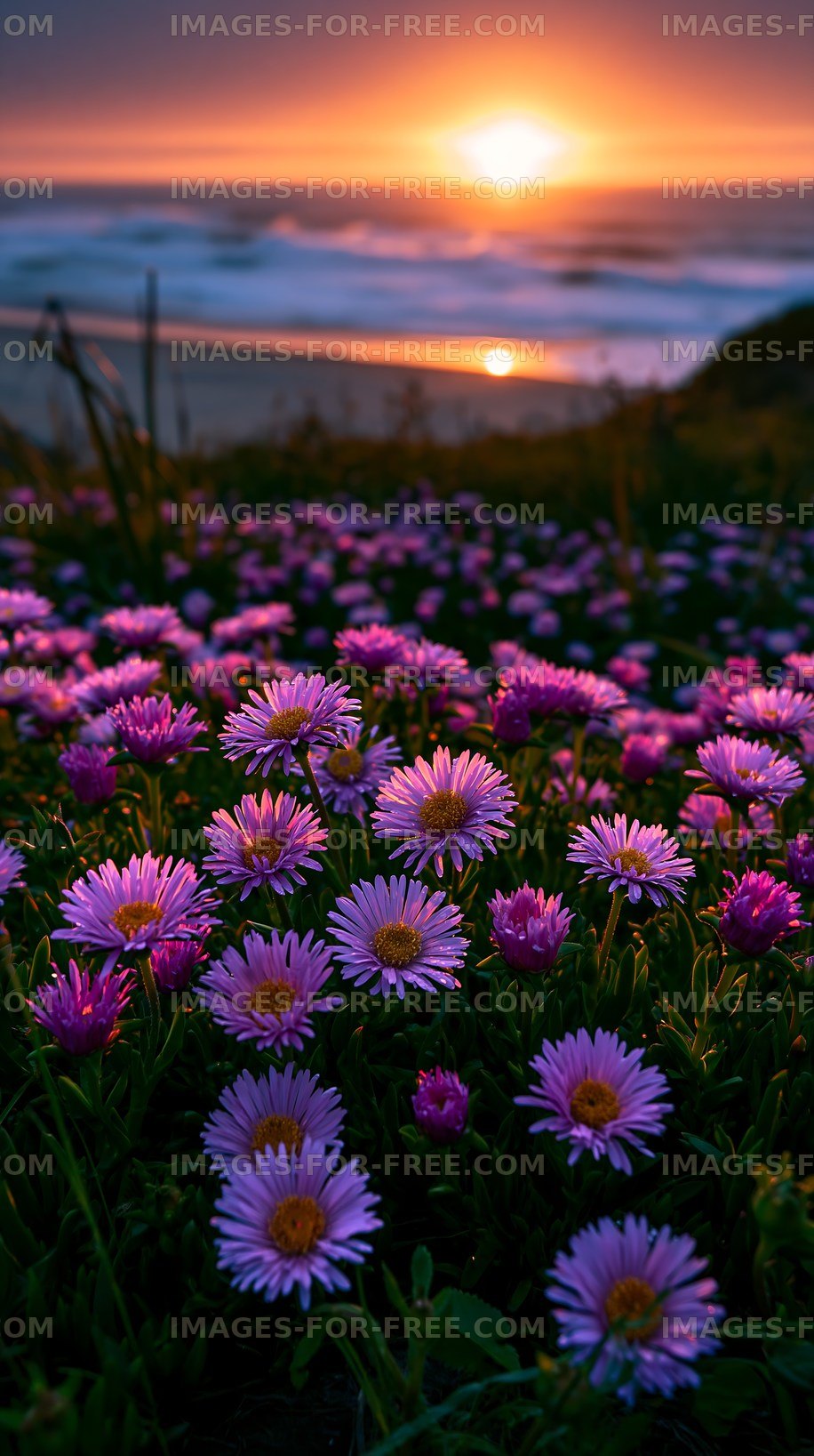 Sunset over beach with purple flowers in foreground