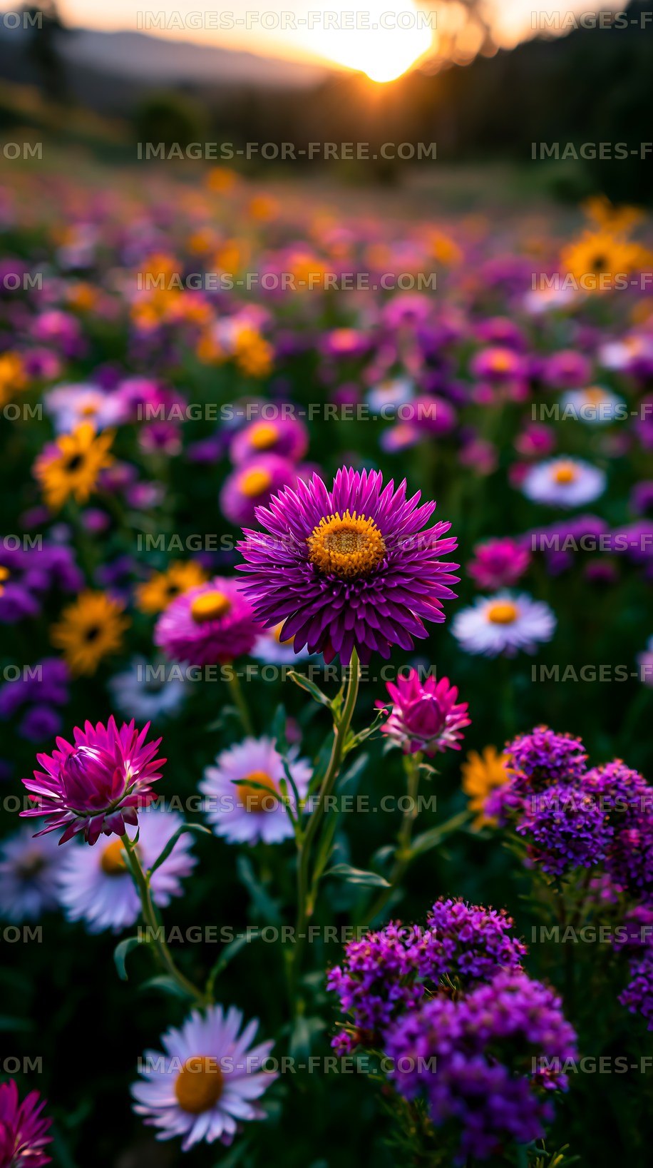 Colorful flowers in a field during sunset