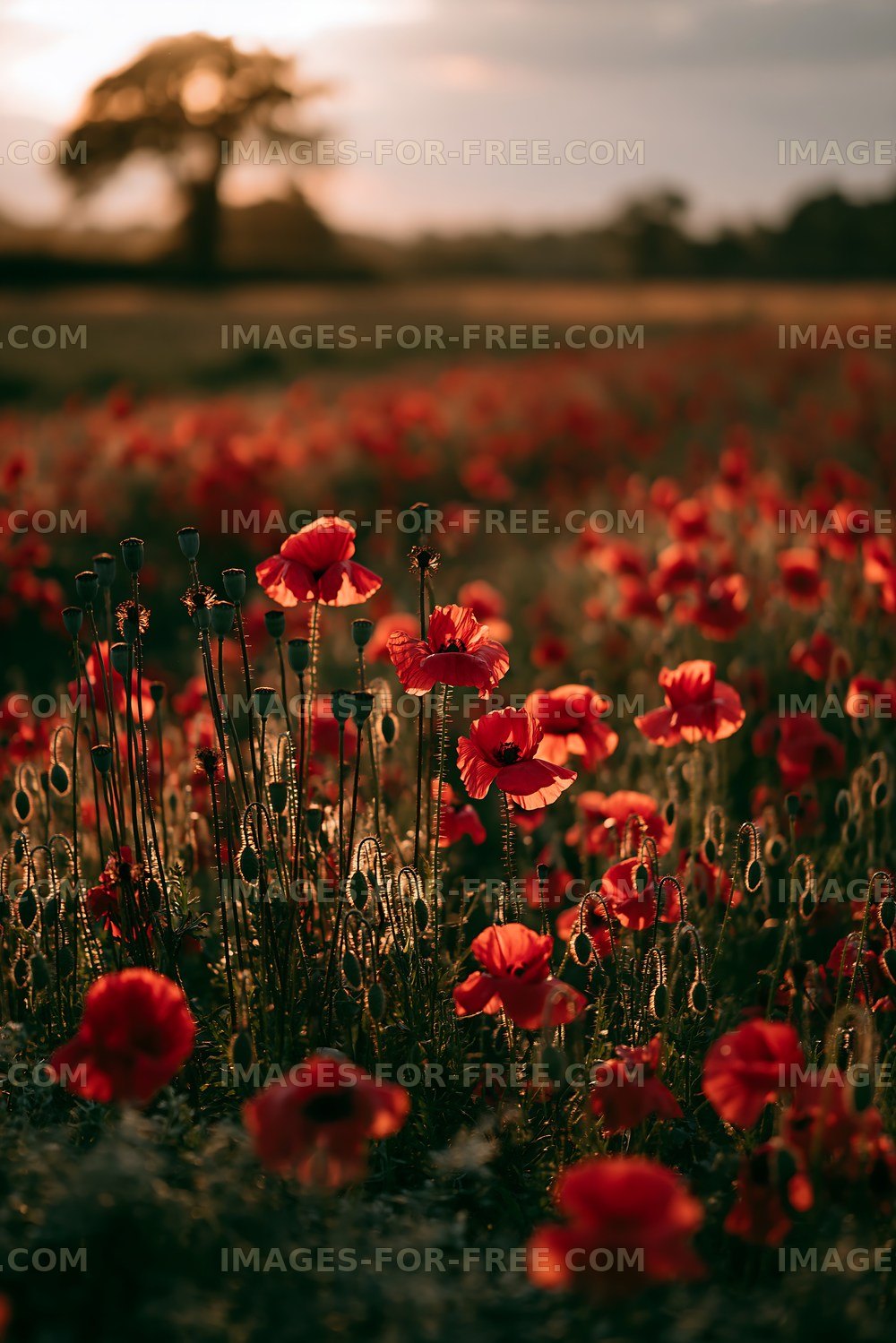 Poppy flowers blooming in a field during sunset