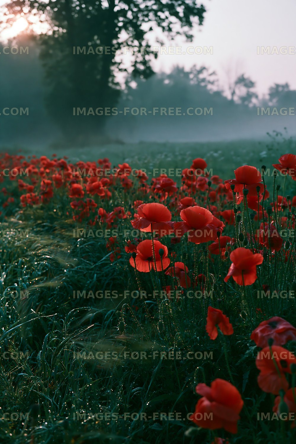 Vibrant red poppies in a misty field at dawn