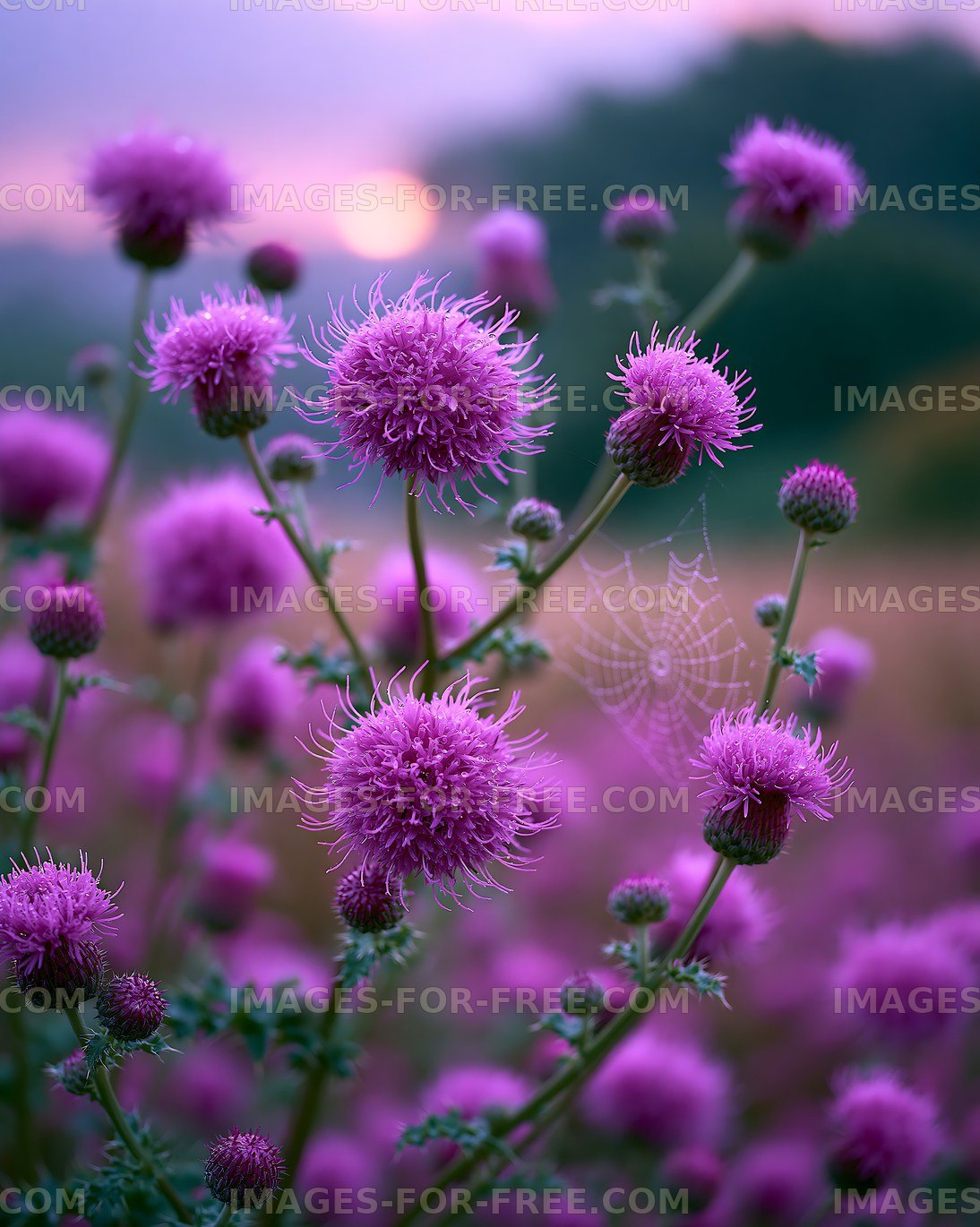 Purple thistle flowers with spider web at sunset