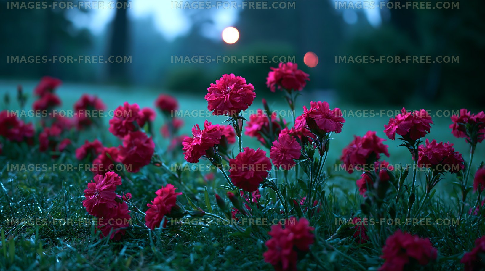 Red flowers bloom in garden during evening light