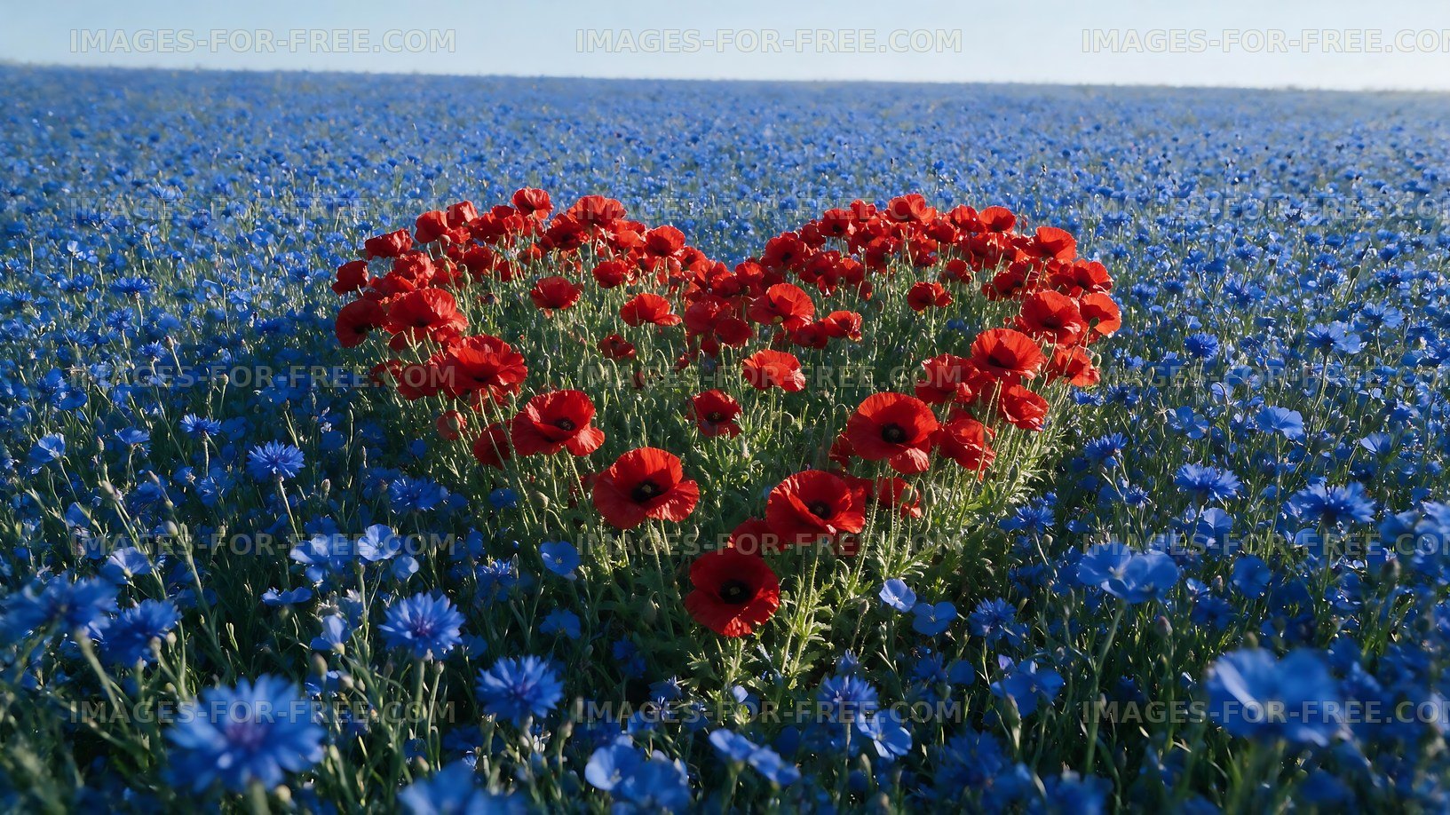 Heart shape made with red flowers in a blue flower field