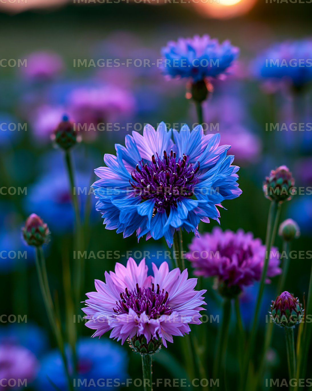 Colorful flowers bloom in a field during sunset