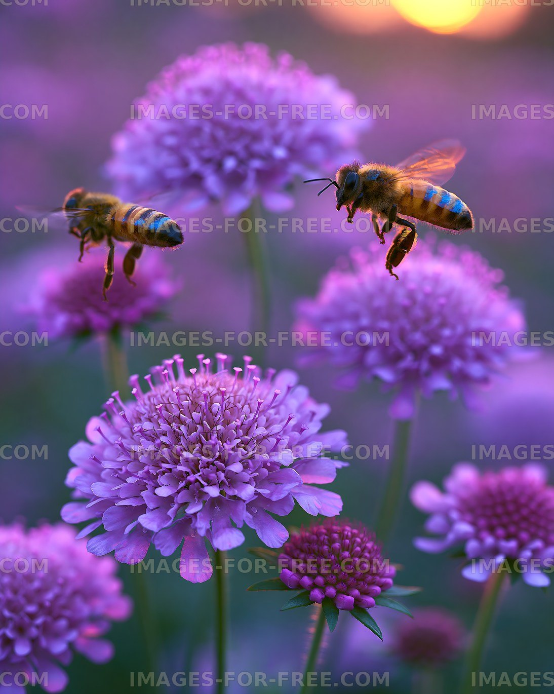 Bees flying around purple flowers during sunset