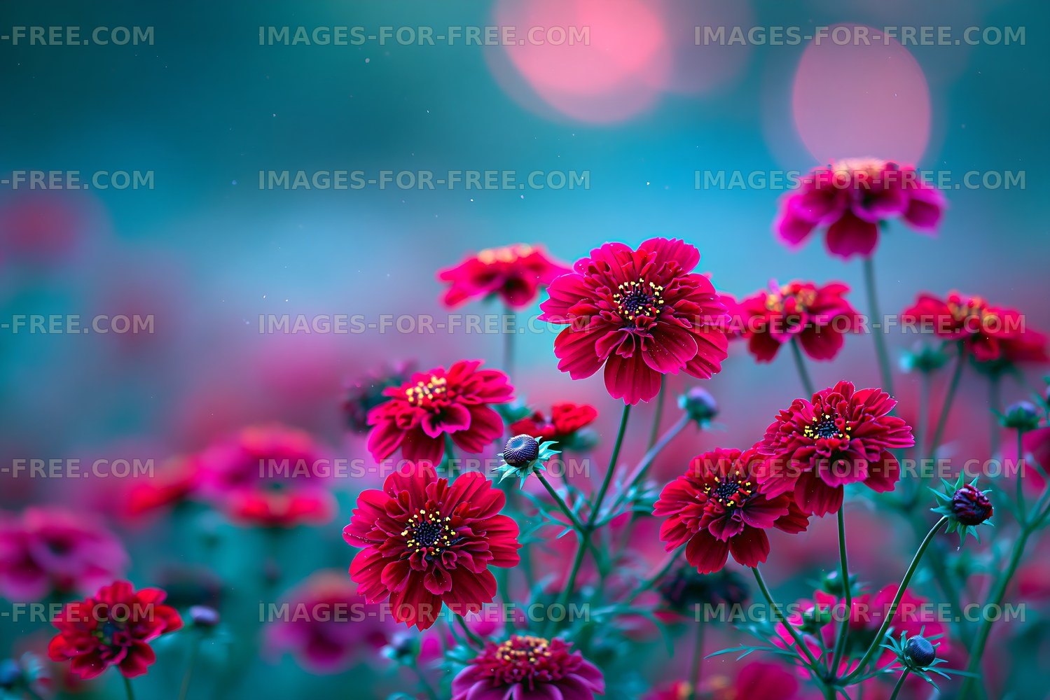 Colorful flowers bloom in a garden during late afternoon